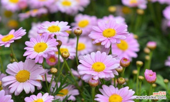 探寻雏菊的象征意义与用途 雏菊的象征意义及其重要性