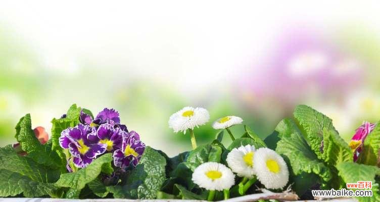 探寻雏菊的象征意义与用途 雏菊的象征意义及其重要性