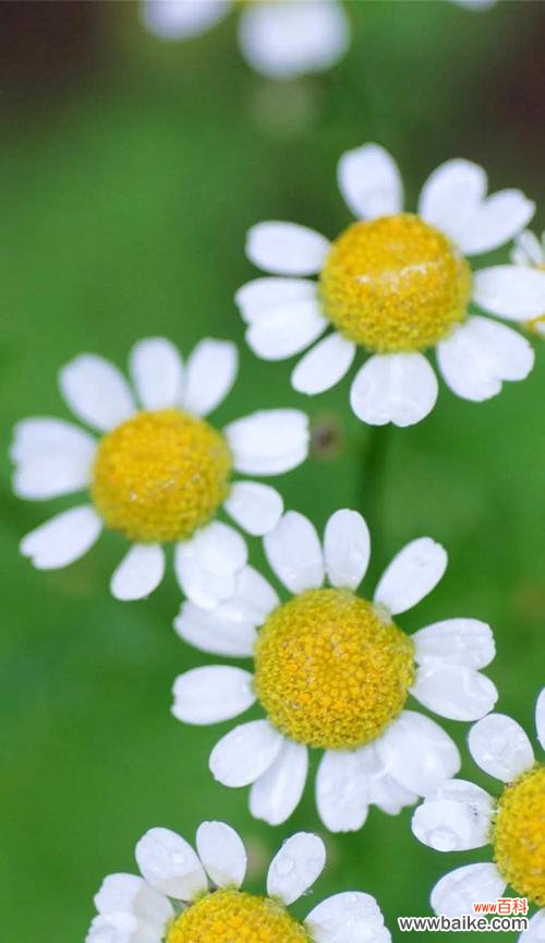 探寻雏菊的象征意义与用途 雏菊的象征意义及其重要性
