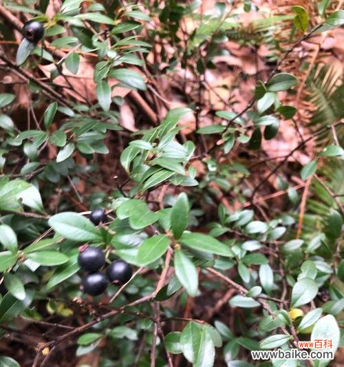 探秘赤楠的历史、传说和象征意义 赤楠