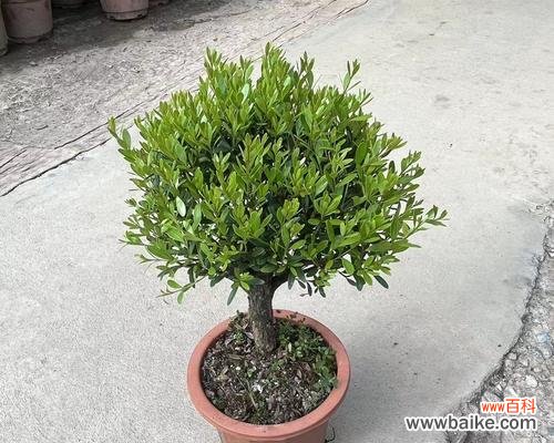 探秘赤楠的历史、传说和象征意义 赤楠