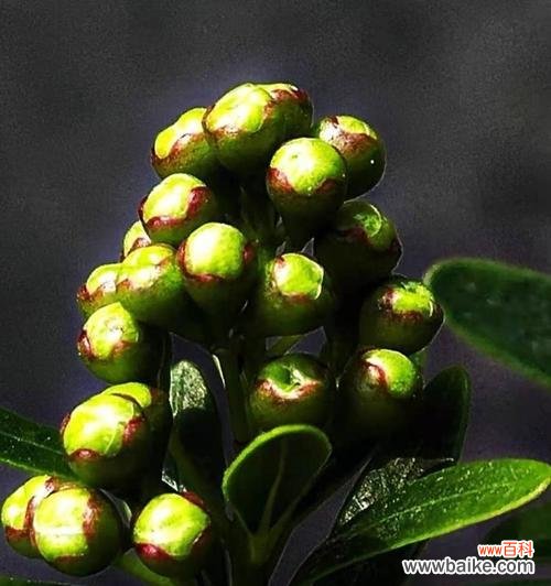 探秘赤楠的历史、传说和象征意义 赤楠