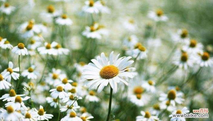 探寻雏菊的花语，带给你不一样的心灵感悟 雏菊花语
