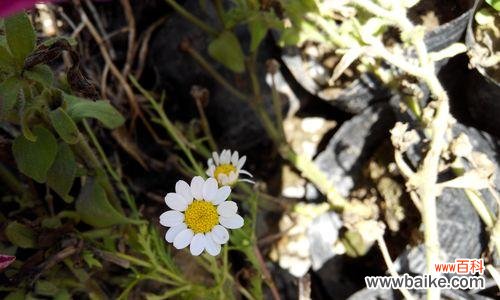 雏菊的花语传递着爱的祝福与希望 雏菊的花语与象征意义