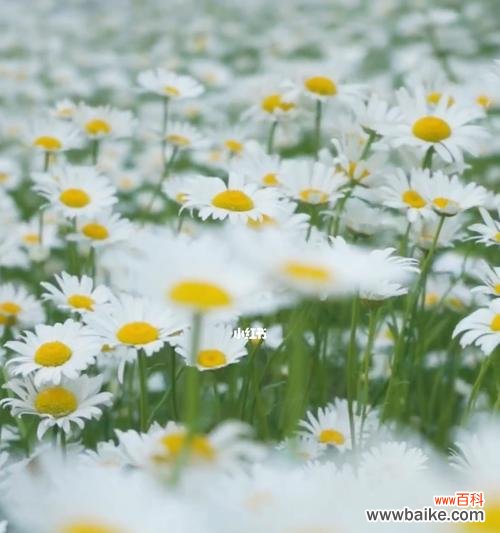 探寻雏菊不同颜色的花语传达和象征意义 多彩雏菊的花语与意义