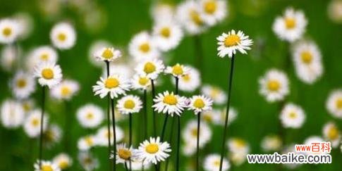 探寻雏菊不同颜色的花语传达和象征意义 多彩雏菊的花语与意义