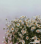 探寻小雏菊花语的内涵及其象征意义 小雏菊花语的传承与意义