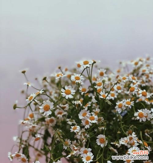 探寻小雏菊花语的内涵及其象征意义 小雏菊花语的传承与意义