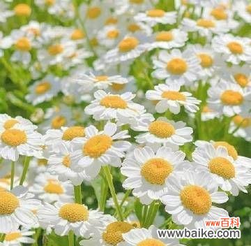 探寻小雏菊花语的内涵及其象征意义 小雏菊花语的传承与意义