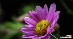 探寻雏菊花的深刻寓意及其在文化和社会中的象征意义 雏菊花的寓意与象征意义