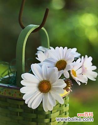 探寻小雏菊的象征意义与生命哲学 小雏菊的寓意与意义