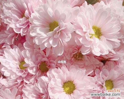 探寻小雏菊的象征意义与生命哲学 小雏菊的寓意与意义