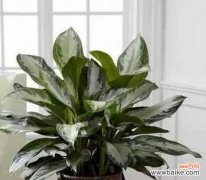 探寻植物中的传承密码 传承生命之象征——植物