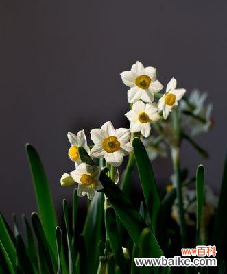 以植物为象征 自信如花绽放，以植物为镜