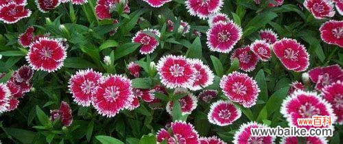 以真心奉献 植物中象征奉献的品种及寓意