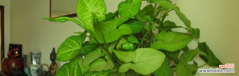 以象征父爱的植物为主题的探索 植物中的父爱