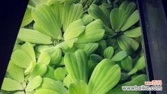 探索植物世界中父母的化身及意义 植物象征父母的奇妙力量