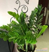 探索象征富贵的十大植物 招财进宝之富贵植物