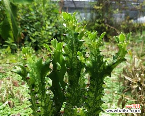 探寻植物世界中的精神与意义 之花