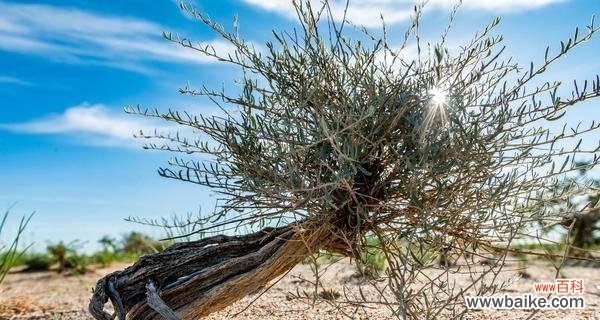 探索孤独背后的自由与独特 孤独之美