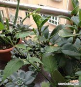 探寻黑暗力量背后的花朵之谜 黑暗之花