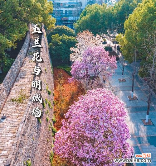 望春花语的含义和象征是什么？望春花有哪些美好寓意？