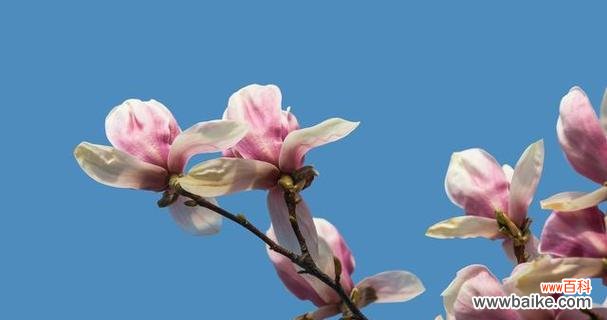 望春花语的含义和象征是什么？望春花有哪些美好寓意？