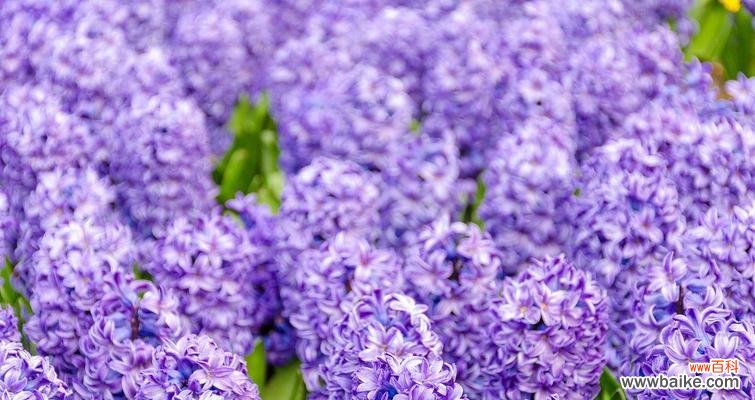 紫色风信子的花语代表什么？风信子在花语中象征什么？