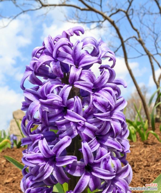 紫色风信子的花语代表什么？风信子在花语中象征什么？