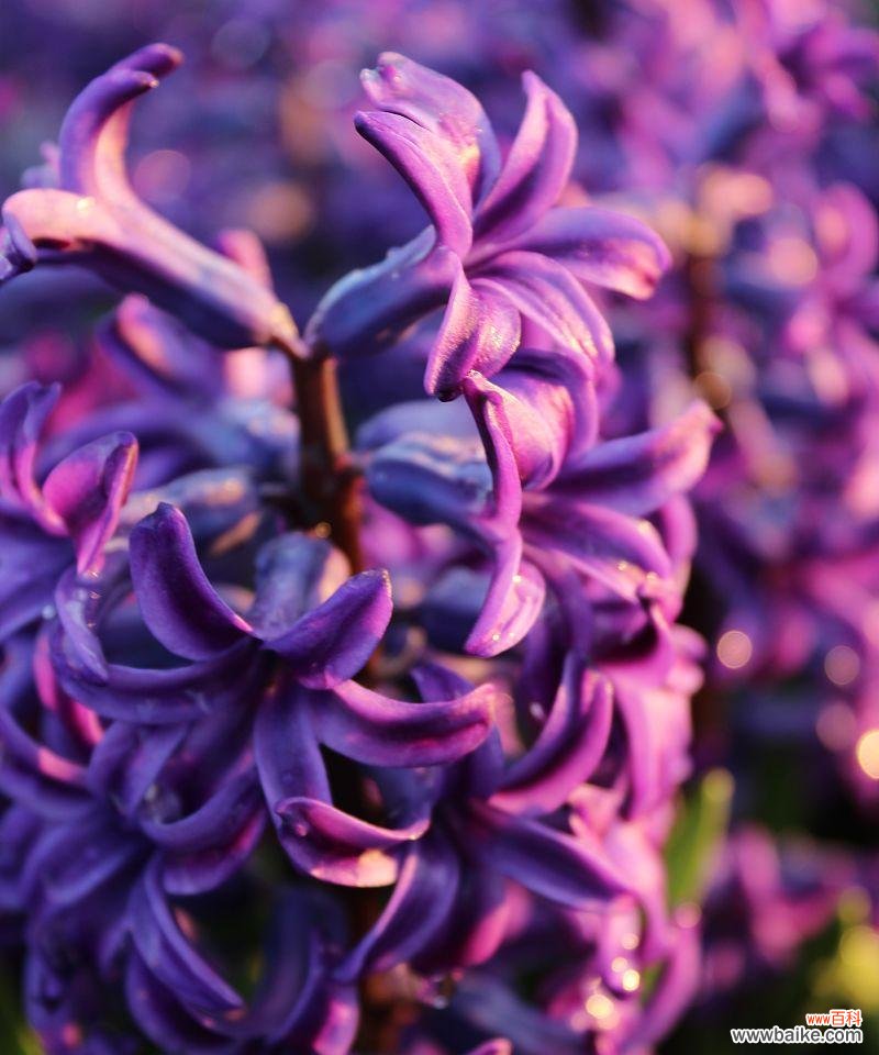 紫色风信子的花语代表什么？风信子在花语中象征什么？