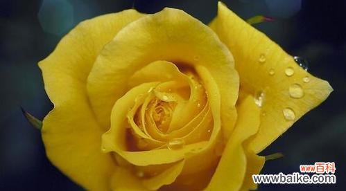 黄玫瑰通常表达什么情感？它的花语含义是什么？