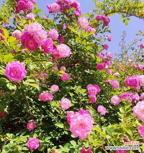 倾城时光花语有何深意？