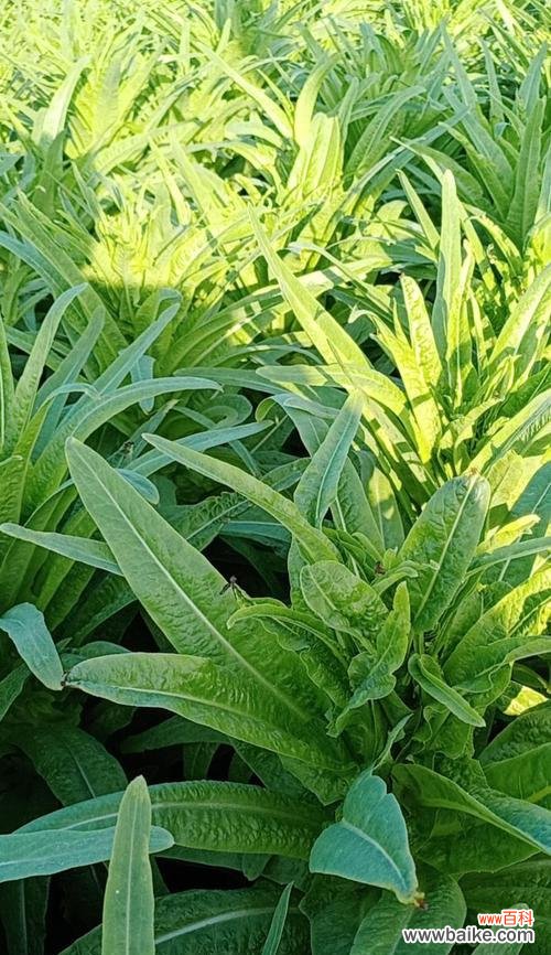 莴苣的寓意和花语是什么？莴苣象征什么？