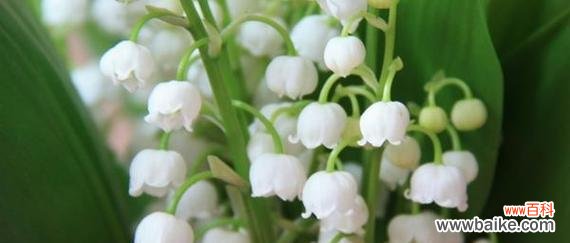 花语中哪些是与爱情无关的?