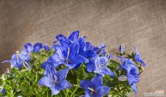 香水蓝风铃的花语是什么？它象征着什么？