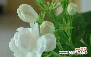 告白花语通常包含哪些含义？它如何表达爱意？