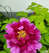 好运来了的花语是什么花？如何用花语表达好运？