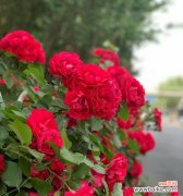 爱玫瑰也爱月季的花语是什么？这两种花分别代表了什么？