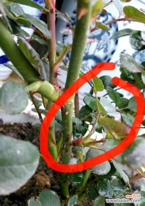 爱玫瑰也爱月季的花语是什么？这两种花分别代表了什么？