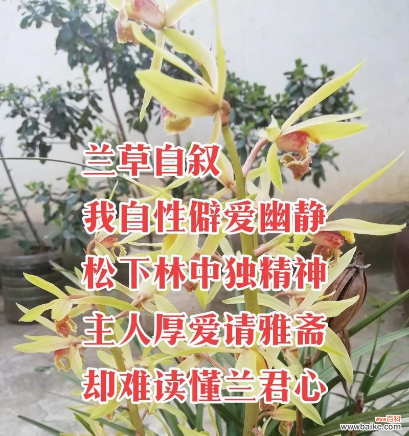 蓝草的花语象征了哪种精神？它有何寓意？