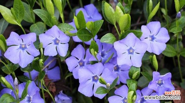 蓝草的花语象征了哪种精神？它有何寓意？