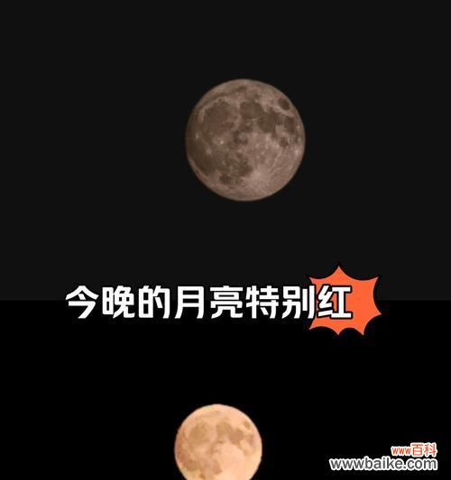 城里的月亮的花语是什么？城里的月亮代表了什么？