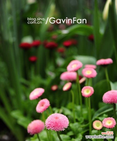 探索雏菊花的象征意义及其在生活中的应用 雏菊花的寓意