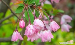 垂丝海棠的美丽花朵和深刻寓意，令人陶醉 垂丝海棠的花语