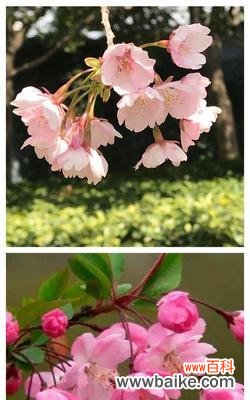 用垂丝海棠的花语感受生活的美好 垂丝海棠花语