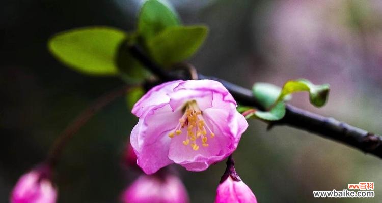 用垂丝海棠的花语感受生活的美好 垂丝海棠花语