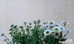 以花言巧语传递心意 雏菊花语——点缀生活的美好