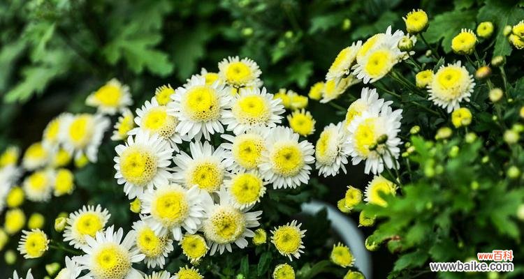 以花言巧语传递心意 雏菊花语——点缀生活的美好