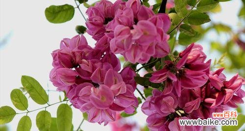 探寻刺槐花背后的深意 刺槐花语