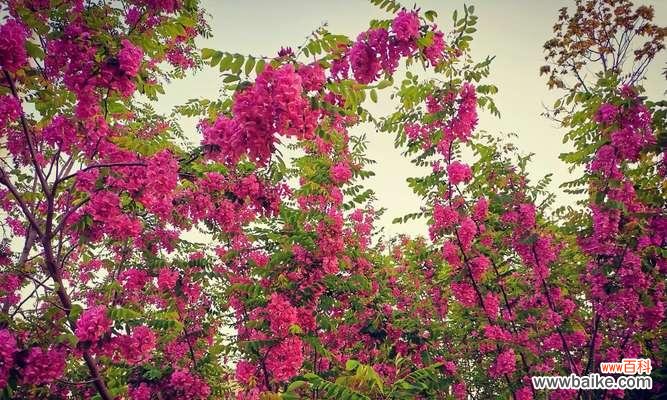 探寻刺槐花背后的深意 刺槐花语